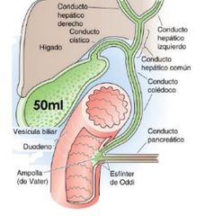 Se forma el complejo IF-CBL en el intestino, y el enterocito ileal lo absorbe.
