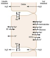 1) Cuando se absorben los iones sodio, se secretan hacia la luz intestinal grandes cantidades de iones hidrogeno, que se intercambian por aquellos. 
2) Los iones hidrogeno se combinan con el bicarbonato para formar acido carbonico. 
2) La ANHIDRAS...