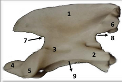 Axis, vista lateral de 
perro. 1: Apófisis
espinosa; 2: Apófisis 
Transversa; 3: Cuerpo; 
4: Diente; 5: Apófisis 
articular craneal; 6: 
Apófisis articular 
caudal; 7:Incisura 
vertebral craneal; 8: 
Incisura vertebral 
caudal; 9: Cresta 
vent...