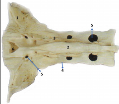 Vista dorsal hueso 
sacro Equino.1: Ala 
del sacro; 2: Cresta 
sacra media; 3: Cresta 
sacra; 4: Apófisis 
articular craneal; 5: 
Agujero sacro dorsal; 
6: 1º Vertebra cauda