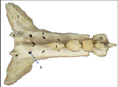 Vista dorsal hueso 
sacro Bovino. 1: Ala del 
sacro; 2: Cresta sacra 
media; 3: Cresta sacra 
intermedia; 4: Cresta 
sacra lateral; 5: 
Agujero sacro dorsal; 
6: Agujero vertebral