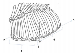1: Esternón; 2: Manubrio del 
esternón; 3: Apófisis xifoides y 
cartílago xifoides; 4: Arco 
costal; 5: Cartílago costal; 6: 
vertebras torácicas