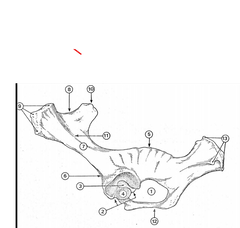 1:agujero obturador;2: Acetábulo; 3:Fosa acetabular;4: Cara lunata; 5:Espina isquiática; 6:cuerpo 
del ilión;7: ;8: cresta iliaca;9: Tuberosidad coxal; 10:Tuberosidad sacra; 11: inserción del 
ligamento glúteo; 12:cresta sinfisaria13: tuberos...