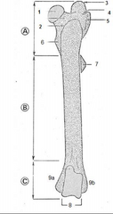 Representación craneal de fémur izquierdo 
equino vista craneal. A: extremidad proximal; B: 
cuerpo; C: extremidad distal; 1: cabeza; 2: 
cuello; 3: trocánter mayor parte craneal; 4: 
incisura trocanterica; 5: trocánter mayor parte 
caudal; 6:...