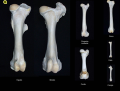 Visión craneal del fémur izquierdo en las diferentes especies domésticas.