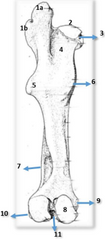 Representación caudal de fémur izquierdo 
equino vista caudal.