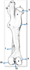 Representación caudal de fémur izquierdo 
equino vista caudal (fuente könig tomo I). 1 
Trocánter mayor 1ª porción caudal 1b porción 
craneal; 2: Cabeza; 3: Fosita de la cabeza; 4: 
cuello; 5: Tercer trocánter; 6: Trocánter menor; 
7: Fos...