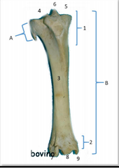 Bovinos y pequeños rumiantes. La 
cabeza fibular forma un simple 
tubérculo soldado al cóndilo lateral de 
la tibia. El maléolo lateral está aislado. 
Bovino (Vista craneal) A: Peroné; B: 
Tibia1: Porción proximal de la tibia; 2: 
Porción ...