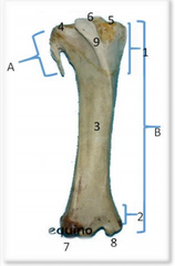 uino. El cuerpo fíbula es de forma 
afinada y llega hasta la mitad de la altura 
de la tibia. El maléolo lateral está 
englobado en la tibia. 
Equino A: Peroné (Vista craneal) B: Tibia1: 
Porción proximal de la tibia; 2: Porción 
distal de l...