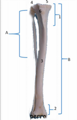 Perro (Vista craneal) A: Peroné; B: Tibia1: 
Porción proximal de la tibia; 2: Porción distal 
de la tibia; 3: Cuerpo de la tibia; 4: Cóndilo 
lateral; 5:Condilo medial; 6: Tuberosidad de 
la tibia.