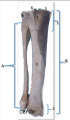 Cerdo. La fíbula está completamente 
desarrollada (Vista craneal). A: Peroné; B: 
Tibia1: Porción proximal de la tibia; 2: 
Porción distal de la tibia; 3: Cuerpo de la tibia; 
4: Cóndilo lateral; 5:Condilo medial; 6: 
Eminencia intercondilar...