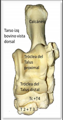 Tarso izq
bovino vista
dorsal