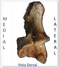 CALCANEO
1) Tuberosidad del calcáneo: 
 
Inserción para tendón calcáneo 
común 
2) Sustentá**** Tali: inserción del 
flexor digital profundo.