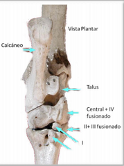 repaso