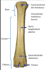 Particularidades específicas 
Caballo Posee tres huesos metatarsianos, un metatarsiano principal (III) y dos rudimentarios (II 
y IV). El metatarsiano lateral es el más voluminoso y presenta una superficie articular tarsiana (el 
medial presenta...
