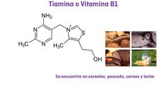 ¿Cuál es la principal forma activa de la absorción de la Tiamina?