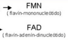a) Está implicada en las reacciones de producción de energía para los procesos biológicos.

b) Es precursora de las coenzimas FMN y FAD.

c) Favorece la formación de organelas celulares.

d) Interviene en el mantenimiento de las mucosas y del...