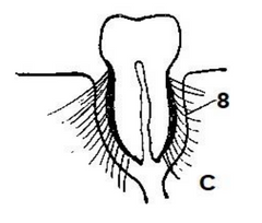 ¿Qué tipo de articulación fibrosa es?