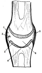 1. Membrana sinovial
2. Vellosidades
sinoviales
3. Cartílago articular
4. Fosa sinovial
5. Capa fibrosa 
externa de la 
cápsula articular
6. Cavidad articular