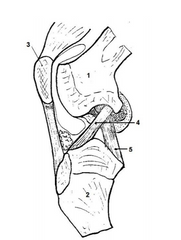 1. Fémur
2. Tibia
3. Patela
4. Ligamento cruzado craneal
5. Ligamento cruzado caudal