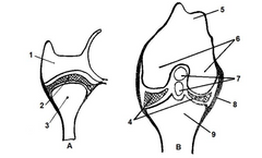 1. Hueso temporal 2. Disco articular 3. Mandíbula 4. Meniscos 5. Tróclea del 
fémur 6. Cóndilos 7. Ligamentos cruzados 8. Ligamento colateral 9. Tibia