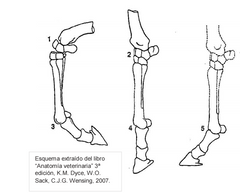 1. Aducción
2. Abducción
3. Circunducción
4. Rotación hacia medial
5. Rotación hacia lateral