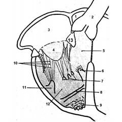 ventriculo derecho