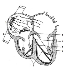 sistema de conducción cardiaco