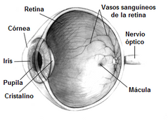 Respuesta correcta
a) mejora el funcionamiento de la retina.