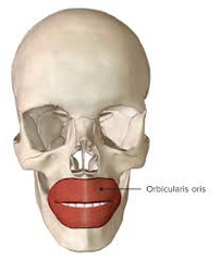 Orbicular de la boca (orbicularis oris)