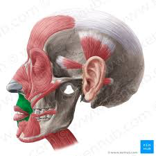 1. Origen: Parte medial del maxilar y la mandíbula.

2. Inserción: Mucosa de los labios.

3. Inervación: Temporofacial y cervicofacial.

 4. Acción:  Cierra la hendidura bucal, protruye como en el beso.