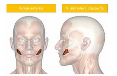 1. Origen: Mandíbula apófisis alveolares y maxilar.

2. Inserción: Angulo de la boca.

3. Inervación: Temporofacial y cervicofacial.

 4. Acción: Presiona los alimentos es oclusal.