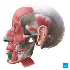 1. Origen: Platisma parte anterolateral del cuerpo de la mandíbula.

2. Inserción: Piel del labio inferior.

3. Inervación: Temporofacial. 

 4. Acción: Dilatador de la boca, expresa tristeza