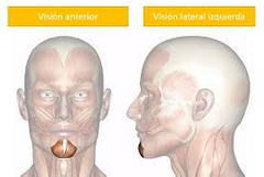 1. Origen:  Eminencias alveolares de los incisivos y caninos.

2. Inserción: Encia orbicular de los labio.

3. Inervación: Facial.

 4. Acción: Elevadores del mentón.