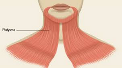 1. ORIGEN: Piel / fascia de las regiones supraclavicular e infraclavicular

2. INSERCIÓN: Base de la mandíbula, la piel de la mejilla / labio inferior, el ángulo de la boca y el orbicular de la boca.

3. ACCIÓN: Deprime la mandíbula y el áng...
