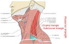 Es el grupo de músculos que transcurren de forma oblicua a lo largo de los lados del cuello.