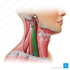 1.ORIGEN: Tubérculo anterior de las apófisis transversas de las vértebras C3–C6.

2.INSERCIÓN: Tubérculo en el borde superior de la 1ra costilla.

3.ACCIÓN: Contracción bilateral: flexión del cuello.
Unilateral: flexión lateral y rotaci...