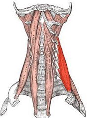 1.ORIGEN: Tubérculos posteriores de las apófisis transversas de las vértebras C3–C7

2.INSERCIÓN: Borde superior de la 1ra costilla.

3.ACCIÓN: Flexión lateral del cuello.
Eleva la 1ra costilla

4.INERVACIÓN: Ramas anteriores de los nervi...