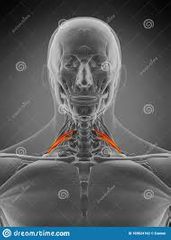 1.ORIGEN: Tubérculos posteriores de las apófisis transversas de las vértebras C5–C7

2.INSERCIÓN: Superficie externa de la 2da costilla

3.ACCIÓN: Flexión lateral del cuello. Eleva la 2da costilla

4.INSERVACIÓN: Ramas anteriores de los n...