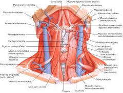 Músculos de la región hioidea