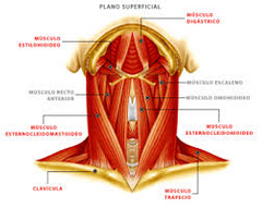En el hueso hioides se insertan trece músculos que se agrupan en:  Suprahioideos (Digástrico, Estilohioideo, Milohioideo, Genihioideo), Infrahioideos (Esternocleidohioideo Omohioideo, Esternotiroideo, Tirohioideo)