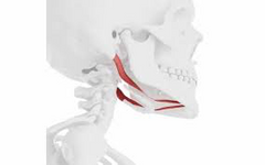 1. ORIGEN: Vientre anterior: fosa digástrica de la mandíbula
Vientre posterior: muesca mastoidea del hueso temporal.

2. INSERCIÓN: Tendón intermedio en el cuerpo del hueso hioides.

3.ACCIÓN: Abre la mandíbula cuando el masetero y el tempor...