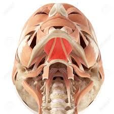 1.ORIGEN: Línea milohioidea de la mandíbula

2.INSERCIÓN: Cuerpo del hueso hioides y cresta medial

3.ACCIÓN: Eleva el piso de la cavidad bucal, el hioides y la lengua. Deprime la mandíbula

4.INSERVACIÓN: Nervio milohioideo: rama del nervio...