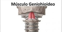 1.ORIGEN: Columna vertebral mentoniana inferior de la mandíbula

2.INSERCIÓN: Superficie anterior del hueso hioides

3.ACCIÓN: Levanta el hioides y la lengua durante la deglución.

4.INSERVACIÓN: Nervio hipogloso (C1)
