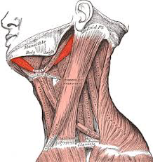 1.ORIGEN: Apófisis estiloides del hueso temporal

2.INSERCIÓN: Cuerno mayor del hueso hioides

3.ACCIÓN: Eleva el hioides durante la deglución.

4.INSERVACIÓN: Nervio facial