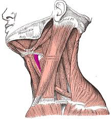 1.ORIGEN: Cartílago tiroideo

2.INSERCIÓN: Cuerno mayor del hueso hioides

3.ACCIÓN: Eleva el cartílago tiroides y deprime el hioides.

4.INSERVACIÓN: Nervio hipogloso (C1)