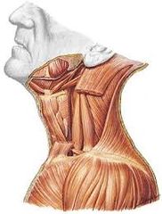 Músculos laterales (prevertebrales) del cuello.