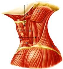 Su función incluye la flexión anterior y lateral del cuello y la estabilización de la columna vertebral cervical.