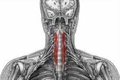 1.ORIGEN: Tubérculos anteriores de las apófisis transversas de la 3ra–6ta vértebra cervical

2.INSERCIÓN: Parte basilar del hueso occipital.

3.ACCIÓN: Flexiona el cuello en la articulación atlantooccipital

4.INSERVACIÓN: Nervios C1–C3...
