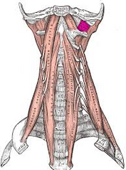1.ORIGEN: Superficie superior de la apófisis transversal del atlas

2.INSERCIÓN: Superficie inferior de la apófisis yugular del hueso occipital

3.ACCIÓN: Flexión lateral, estabiliza la articulación atlantooccipital

4.INSERVACIÓN: Nervios ...